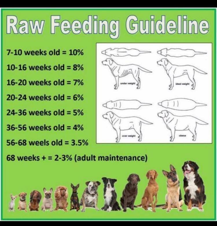 Feeding your puppy raw hotsell